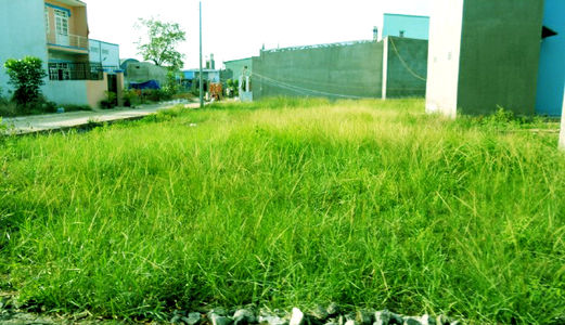 Bán Gấp 200M2 (5X40M) Thổ Cư, Chỉ 2.15 Tỷ, Đường Nhựa 6M, Shr, Lê Văn Lương, Nhà Bè