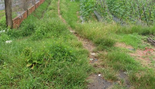 Bán Đất Nông Nghiệp Huyện Hóc Môn Giá Chỉ 450K/m2 