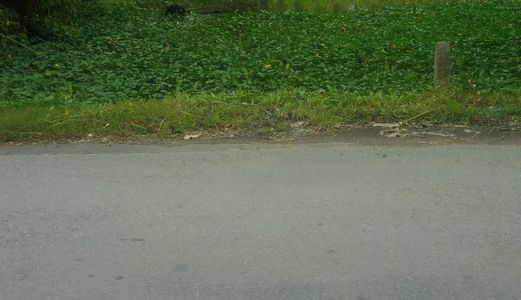 Cô 7 Kẹt Tiền Cần Bán Gấp Lo Đất, Xã Hưng Long, Huyện Bình Chánh. Giá Rẽ