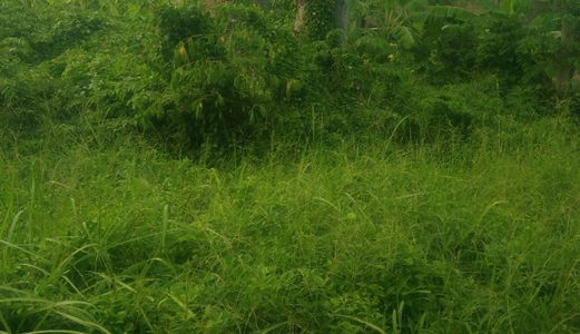 Đất Kho Xưởng Mặt Tiền Đường Hóc Hưu Xã Quy Đức Huyện Bình Chánh