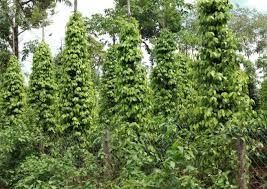 Bán Đất Sào Đường Đi Vào Hồ Sinh Thái Bmt – Hẻm Hà Huy Tập 5,9 Sào