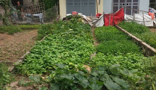 Bán 33M2 Đất Lô Góc Tổ 13 Yên Nghĩa Hà Đông, Ngõ 2.5M, Giá 21 Triệu/m2