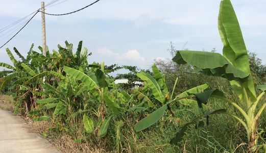 Đất Hai Mặt Tiền Giá Rẻ 2000M2, 1,6Tr/m2. Xã Quy Đức, Huyện Bình Chánh