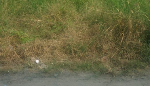 Gia Đình Kẹt Tiền Bán Gấp Đất Xây Xưởng Mặt Tiền Đường Nguyễn Văn Thê Huyện Bình Chánh