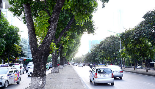 Bán Nhà Mặt Phố Tại Phố Kim Mã, Hà Nội, Mặt Tiền Khủng,  Diện Tích 112M2 Giá 34 Tỷ