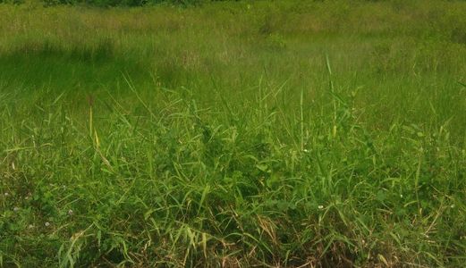 Chú 7 Cần Bán Lô Đất 2005M Đường Nguyễn Văn Thê, Bình Chánh