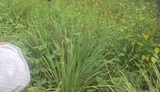 Cần Bán Lại 124 M2 Đất Xã Đa Phước, Bình Chánh. Giá 495Tr.