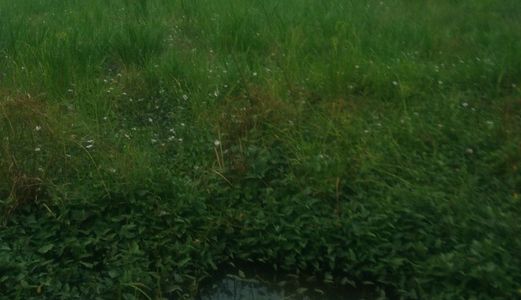 Chính Chủ Bán Gấp 1200M2 Đất  Nhánh Nguyễn Văn Thê Xã Quy Đức Huyện Bình Chánh