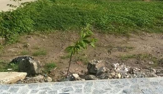Đất Sổ Hồng Riêng, 8.5X12M, 100M2 Thổ Cư 1 Xẹt Thạnh Xuân 52
