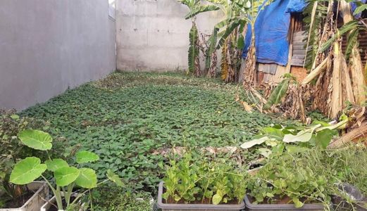 Bán Đất Thổ Cư Đường Phạm Thị Giây , 5 X 20M, Sổ Đỏ Riêng