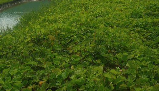 Tôi Cần Bán Lô Đất 133M Xã Quy Đức ,Bình Chánh, Giá Rẽ
