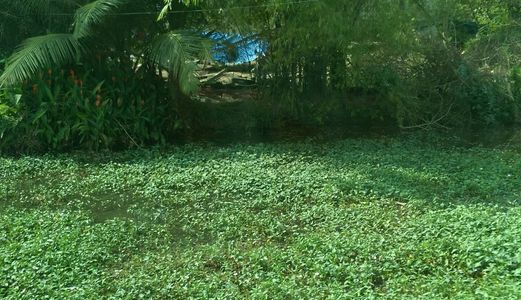 Bán Gấp 900M2 Đất Bình Chánh, Mặt Tiền Đường 20M, Giá Chỉ 2 Tỷ