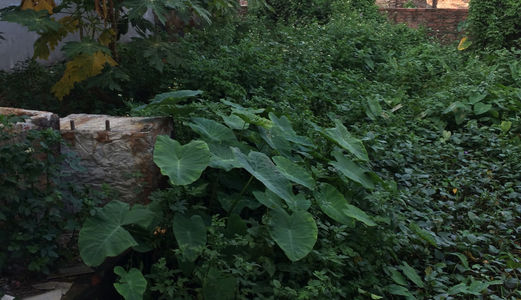 Bán 37M2 Đất Thôn Đại Tự, Kim Chung, 560 Triệu.