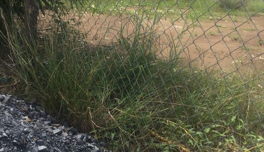 Cần Tiền Ăn Tết Bán Gấp 1008 M2 Giá 2 Tỷ Đường Cán Nhựa. Qui Đức, Bình Chánh.