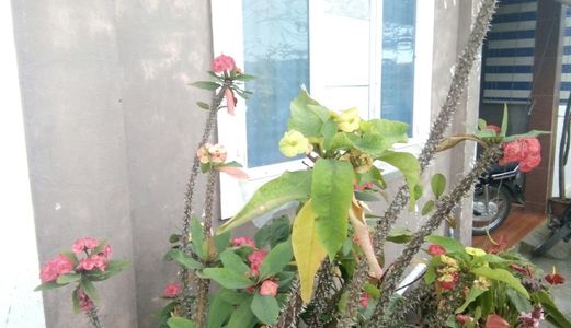 Bán Nhà Khu Vực Mặt Tiền Phan Đình Phùng, Phường 2, Đà Lạt, 106M2, 5X20M, Giá 15.5 Tỷ