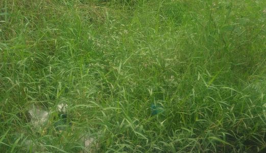 Bán Gấp 800M2 Đất Thổ Cư Đường Ô Tô Mỹ Lộc- Phước Hậu, Xã Mỹ Lộc, Huyện Cần Giuộc, Tỉnh Lộ 835