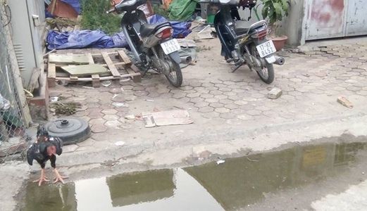 Cần Tiền Gấp Nên Bán Lô Đất Đẹp Sát Đường Vành Đai, Đường Ngô Xuân Quảng.g Giá Cần Bán : 36Tr/m2.