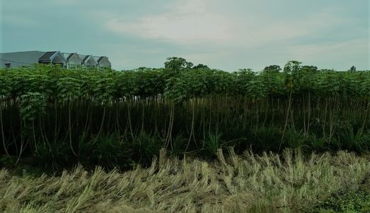 Mại Zô... Bán 3000m2 Đồng Khoai Mì, Thích Thiện Hòa, Bình Chánh - Giá 2,7 Tỷ - O1229.610.461