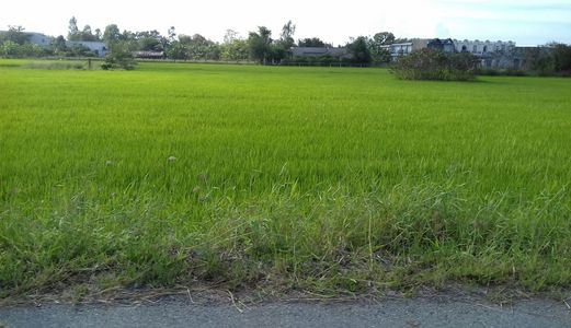 Bán Gấp Đất Thổ Cư Xã Phong Phú, Bình Chánh