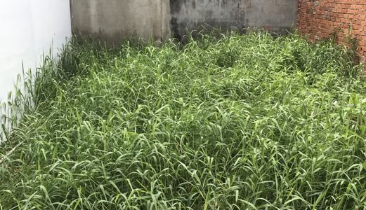 Cần Vốn Bán Nhanh Lô Đất 1135 Htp. Dt 5.5X9.2M. Giá 2.45 Tỷ.