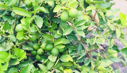 Bán 2804M2 Đất Trồng Chanh Lương Bình, Bến Lức Giá 900 Triệu Đồng