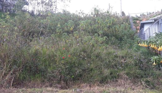 Bán Đất Đường Khu Quy Hoạch Ngô Quyền, Phường 6, Đà Lạt - 102M2 - 3,5 Tỷ Đ2342