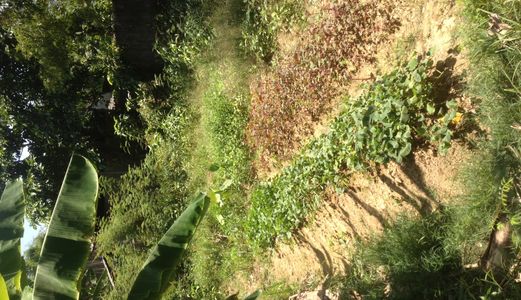 Bán Đất Gần Cầu Bạch Yến - Dt:183M- Giá 777 Triệu