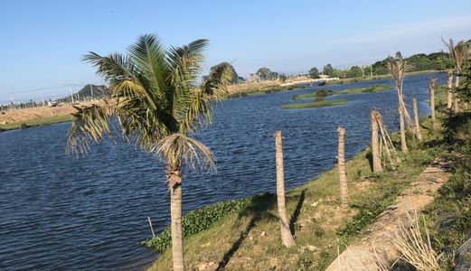 Ra Mắt Dự  Án Mới Ven Sông Cổ Cò Giá Cchỉ Từ 550Tr/ Nền.