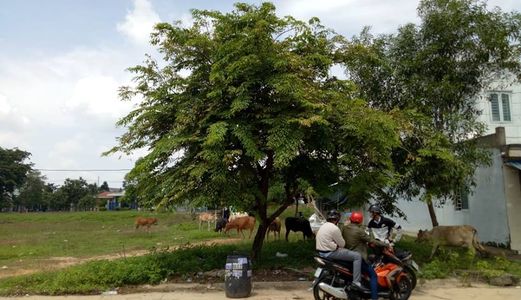 Tôi Có Lô Đất 300M2 Cần Bán Gấp Để Xoay Vốn Kinh Doanh