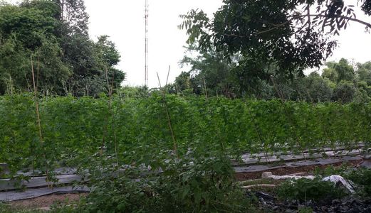 Mua Ngay Đất Công Nghiệp Tổng DT 1200M2, Xã Phước Hiệp, Huyện Củ Chi, Giá 1,5 Tỷ (Còn Thương Lượng)