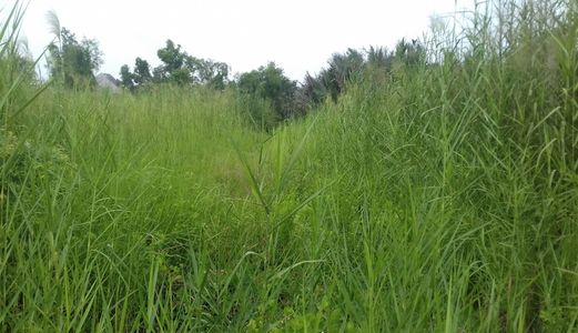 Cần Bán Gấp Lô Đất 600M2 Đất Nhà Vườn Giá 2Ty6 ,shr,hxh,tại Lê Văn Lương.