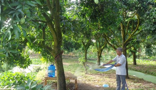 Cậu Ba Tôi Có Miếng Đất Vườn Trồng Xoài Rộng 3228M2 Ở Bình Chánh Cần Bán