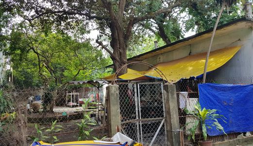 Làm Việc Chính Chủ. Bán Mt Số Cũ 82 Nguyễn Thái Sơn, Gò Vấp: 1173M2 Giá 62 Tỷ (Thương Lượng)