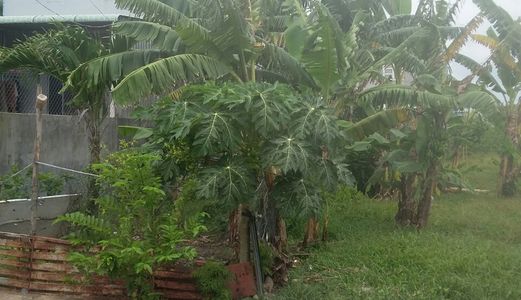 Bán Gấp Lô Đất Thổ Cư Đối Diện Chợ, Trung Tâm Thị Trấn Bến Lức,100M2 Giá 420 Triệu