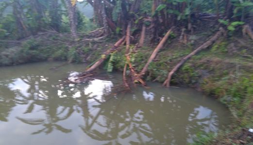 Vườn Cafe Đối Diện Ủy Ban Đại Lào Giá 125 Triệu Một Sào