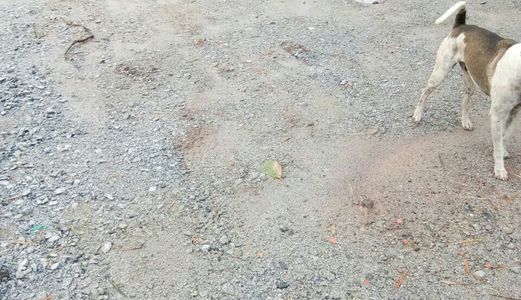 Đất Bến Cát 399 Triệu/Nền Thổ Cư 100%