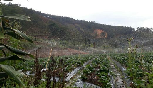 Bán Bất Động Sản Khác Đường Xã Lát, Phường Lạc Dương, Đà Lạt - 27770M2 - 30 Tỷ A3116