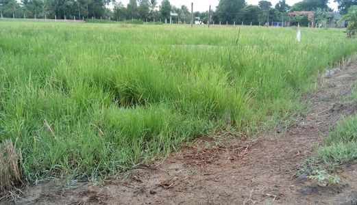 Bán Mảnh Đất Tại Huyện Bến Lức Tỉnh Long An