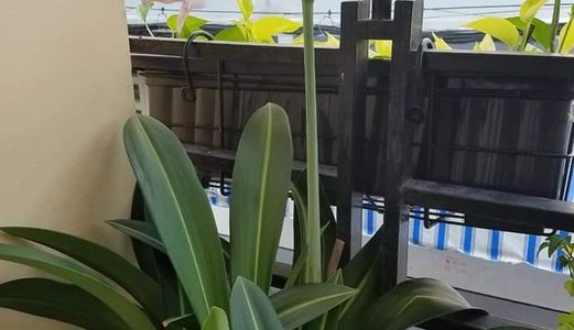 Vip Lô Góc, Hẻm Xe Hơi Huỳnh Văn Bánh Quận Phú Nhuận.