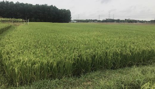 Bán Gấp Đất Nhơn Trạch Giá Rẻ Gần Cao Tốc