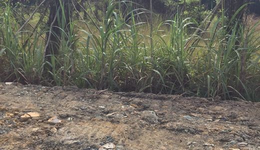 Chính Chủ Cần Bán Gấp Đất Giá Rẻ Tại Vườn Thơm, Bình Chánh