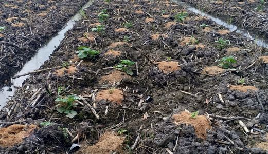 Bán Đất Vườn Xã Thạnh Lợi, Bến Lức, Khu Vực Dân Cư Đông Đúc, Điện Nước Đầy Đủ.