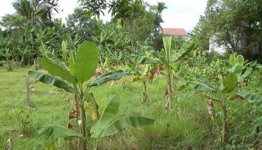  Đất Biệt Thự Nhà Vườn Gần Mặt Tiền Bình Mỹ-Hà Duy Phiên, Dt 1100M2 Đường Xe Tải, Giá Rẻ 2,3 Tỷ, Sh