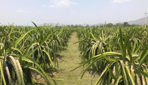Cần Bán Vườn Thanh Long 3100 Trụ, Diện Tích 30000M2 Tại Xã Bình An, Bắc Bình, Bình Thuận