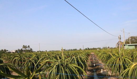 Bán Nhanh Giá Rẻ 3628M2 Đất Thổ Cư Long An, Trồng Thanh Long, Làm Nhà Xưởng, Biệt Thự Vườn