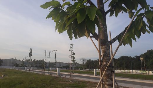 Đất Nền Chính Chủ Giá Rẻ Nha