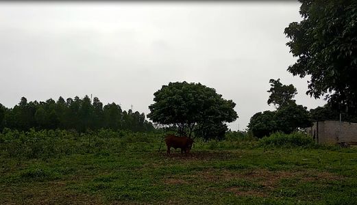 Cần Tiền Bán Gấp Đất Vườn Trồng Cây Lâu Năm Tại Thôn Đông Cao, Xã Thụy An, Huyện Ba Vì, Tp Hà Nội. 