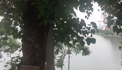 Bán 310M2 Đất Mp Xuân Diệu, Tây Hồ, Mt6,5M View Hồ Tây Giá 98 Tỷ. Lh 0912442669