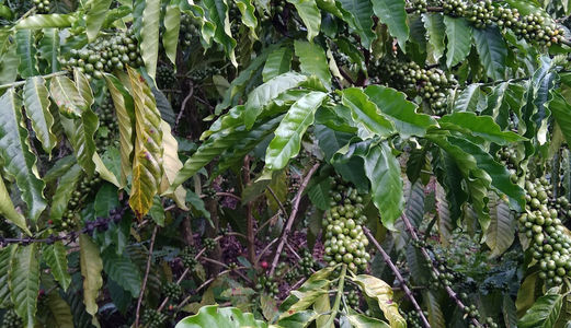 Bán Gấp 2.4Ha Đất Vườn Cafe, Thôn 9, Tân Thanh, Lâm Hà, Lâm Đồng