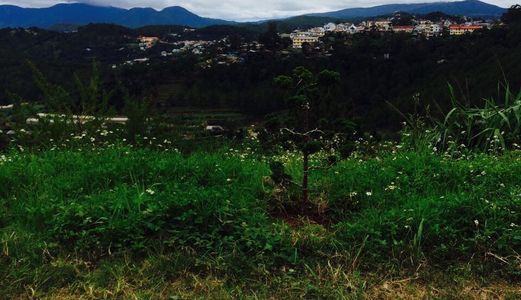 Bán Đất Đường Khu Quy Hoạch Viện Nghiên Cứu Hạt Nhân, Phường 11, Đà Lạt - 208M2 Đ3902